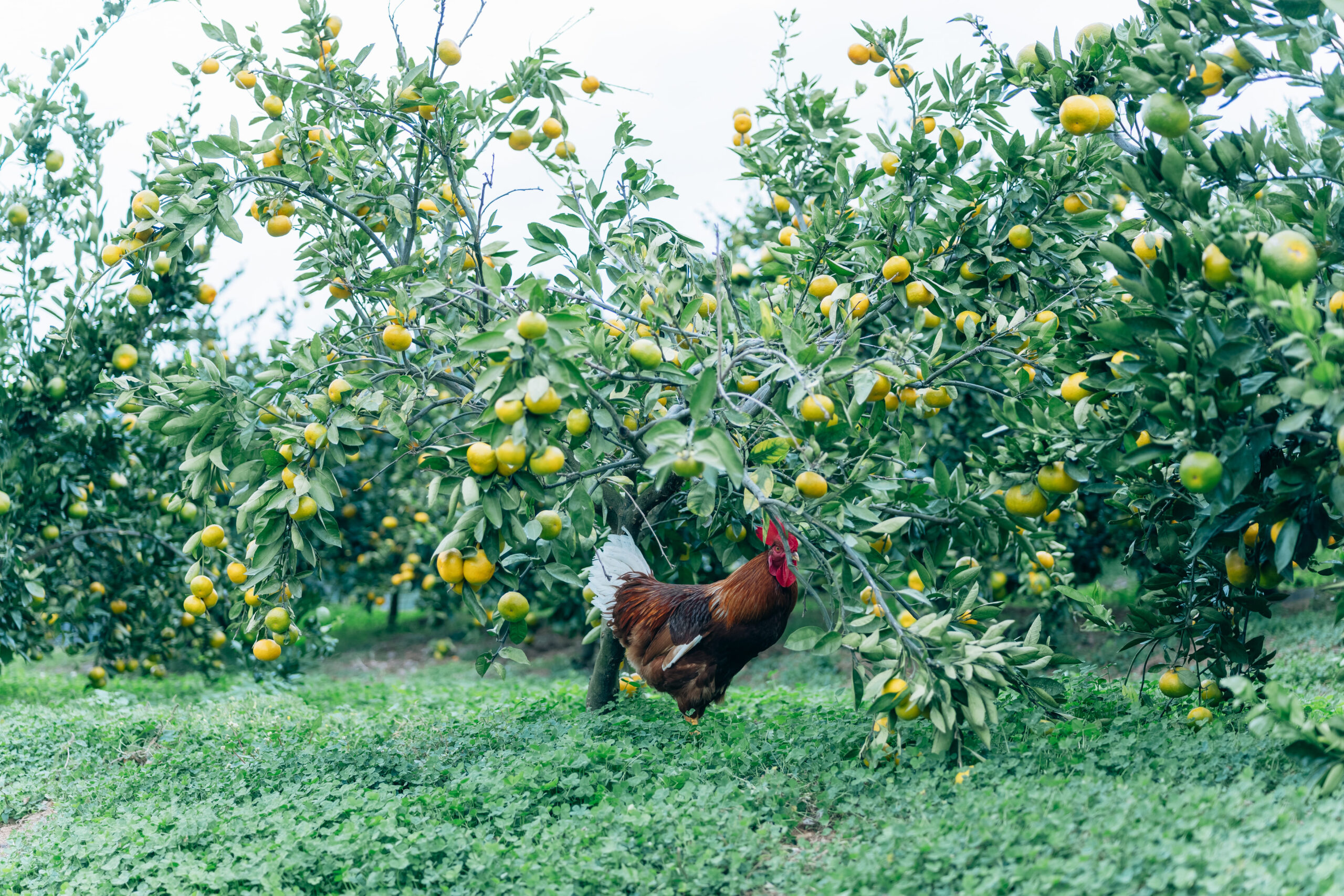こだわり はるか 3kg