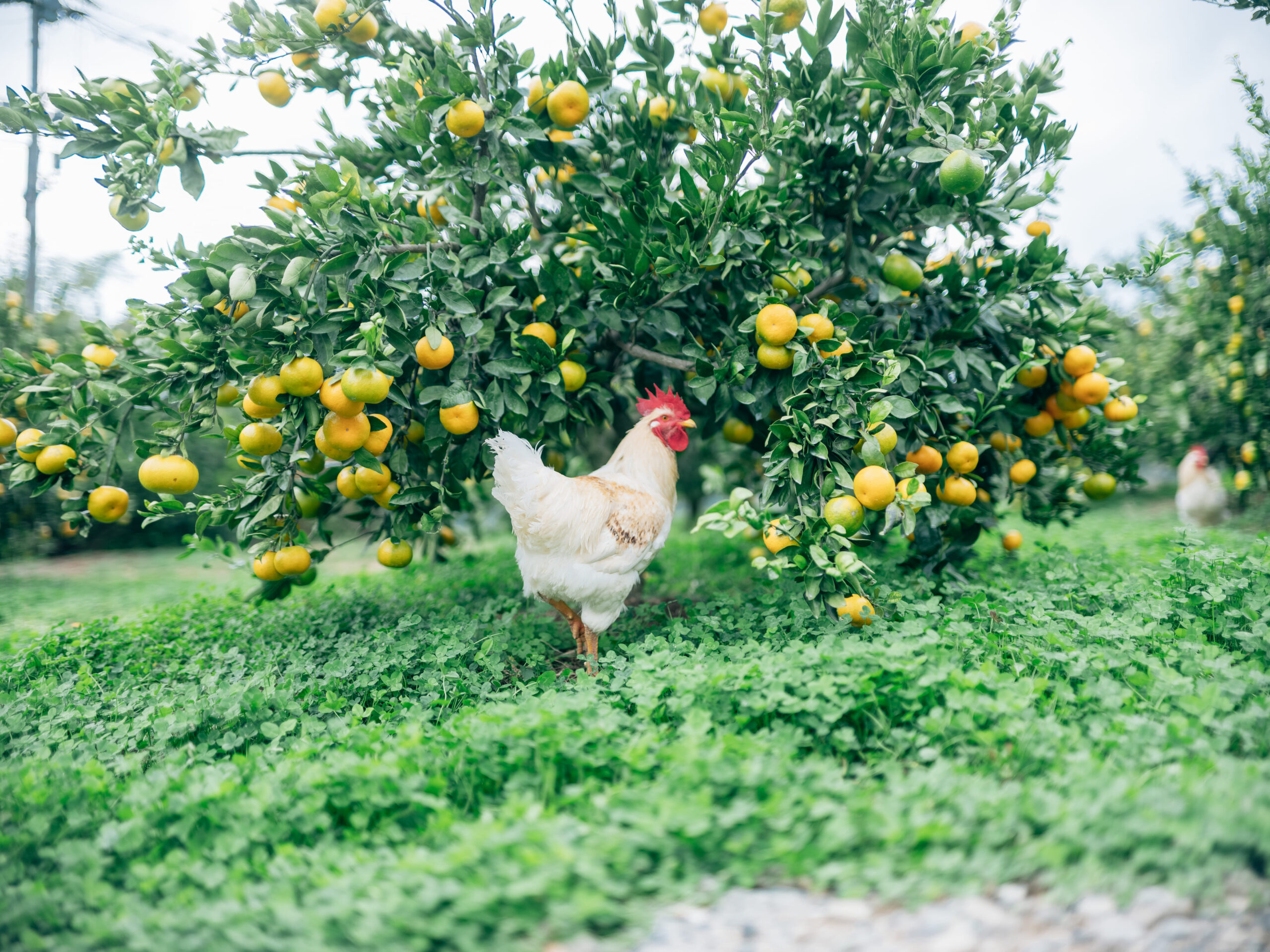こだわり はるか 3kg
