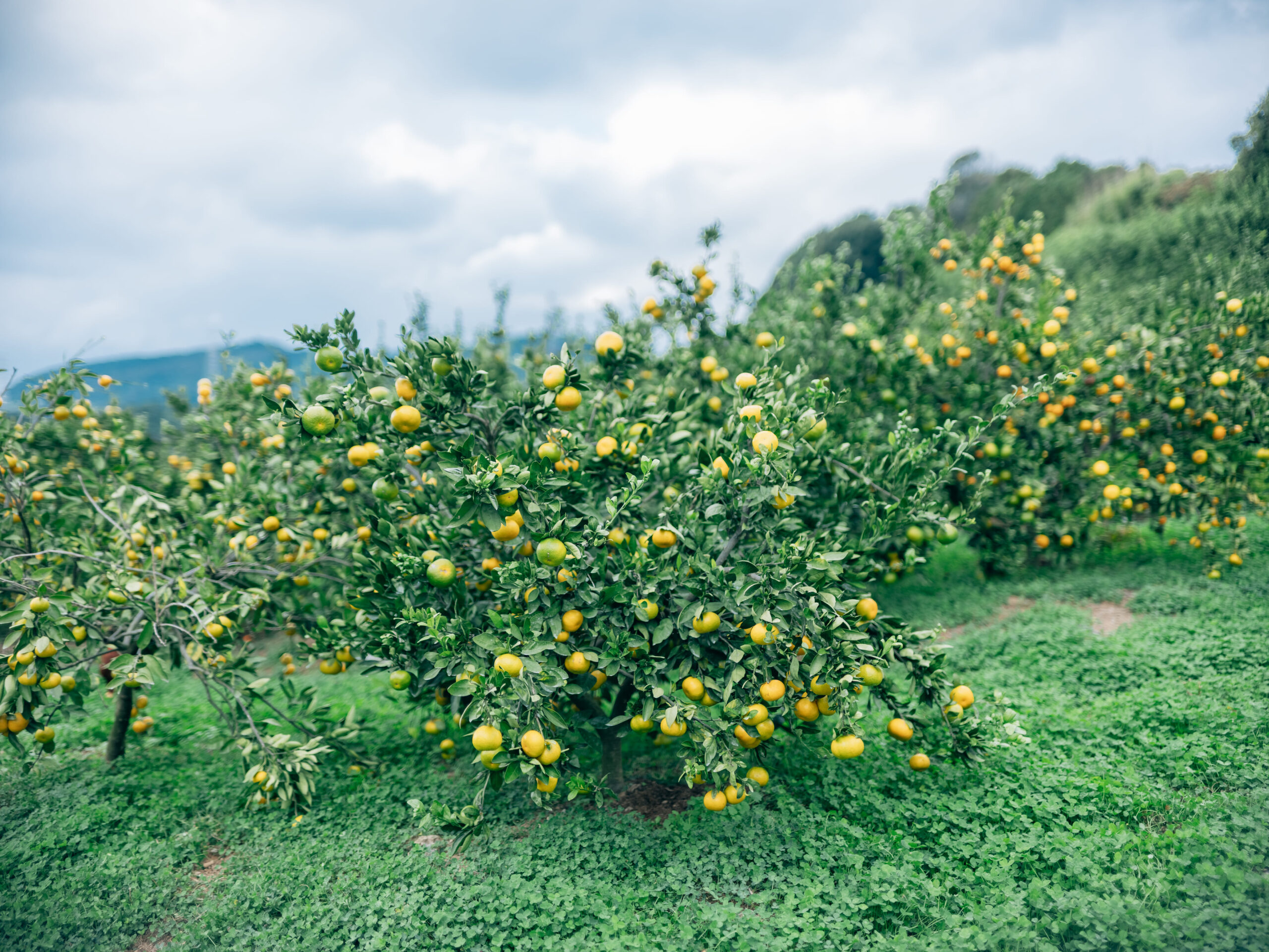 こだわりスイートスプリング 3kg