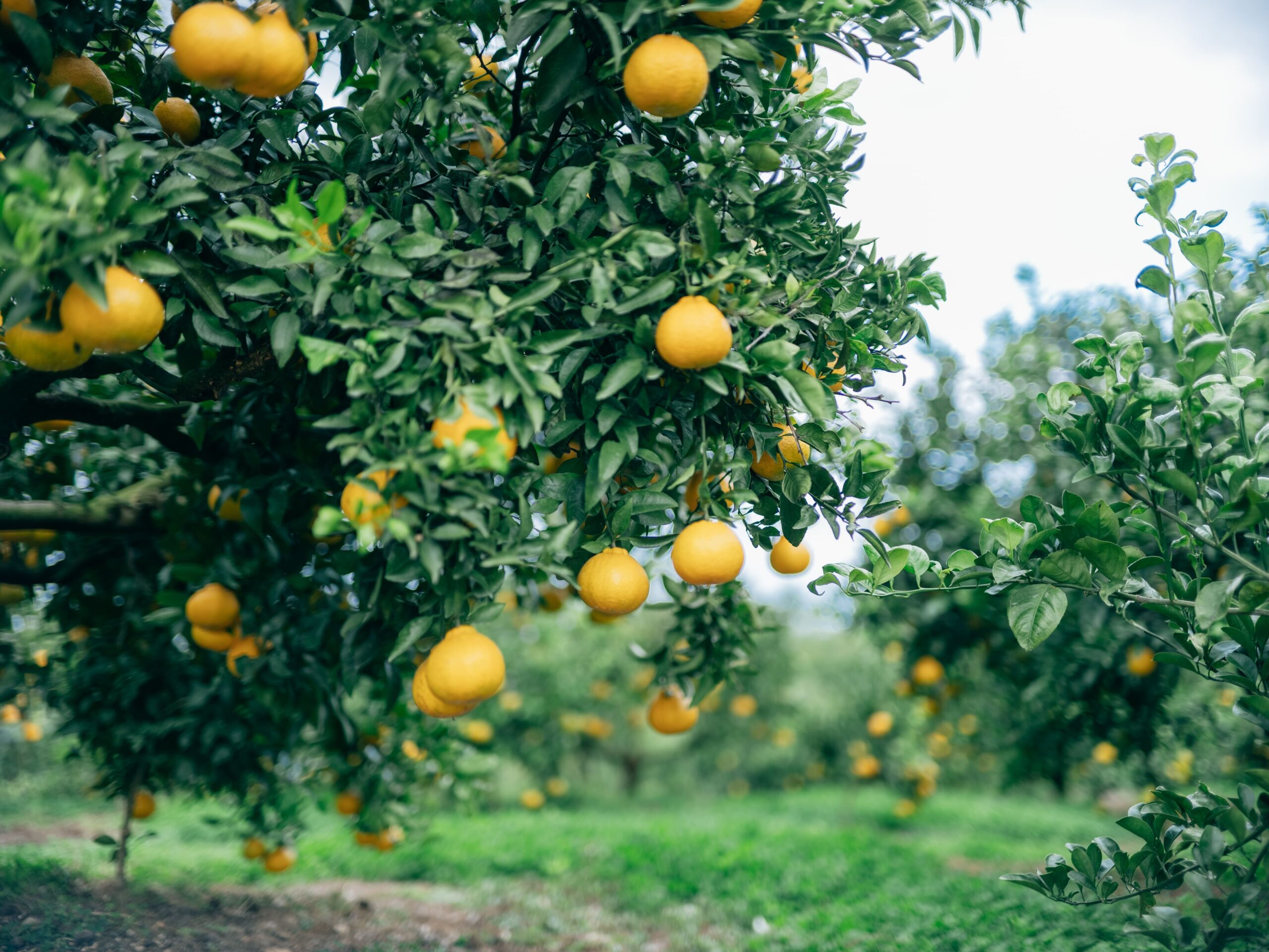 リスボンレモン 3kg