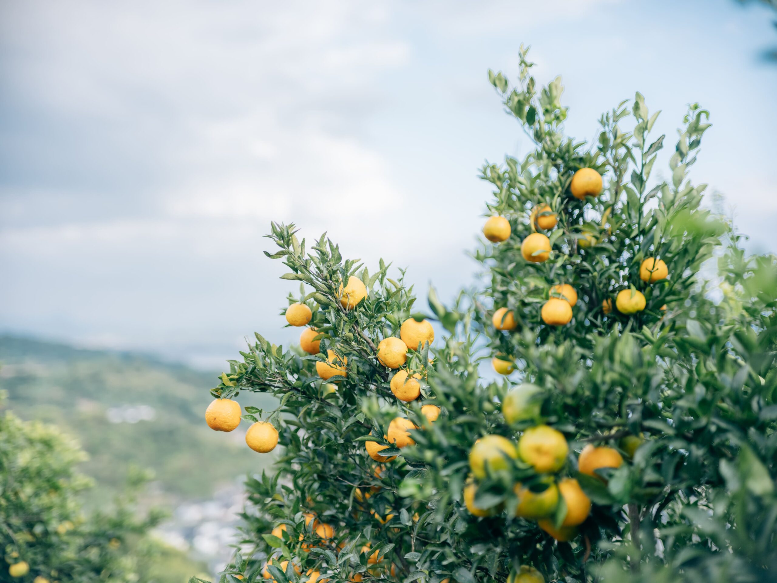 リスボンレモン 3kg