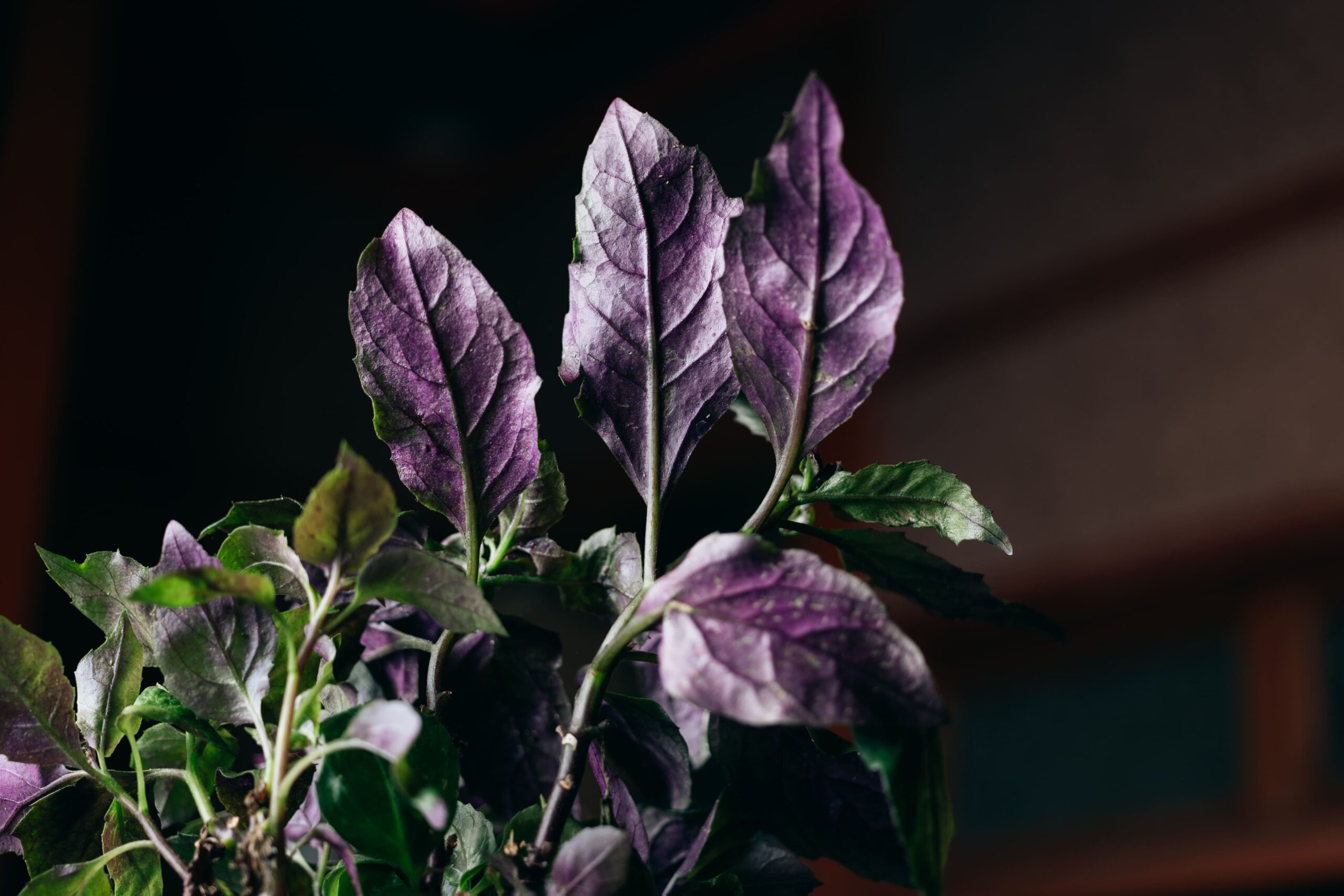 水前寺な～酒粕和え～　２個セット