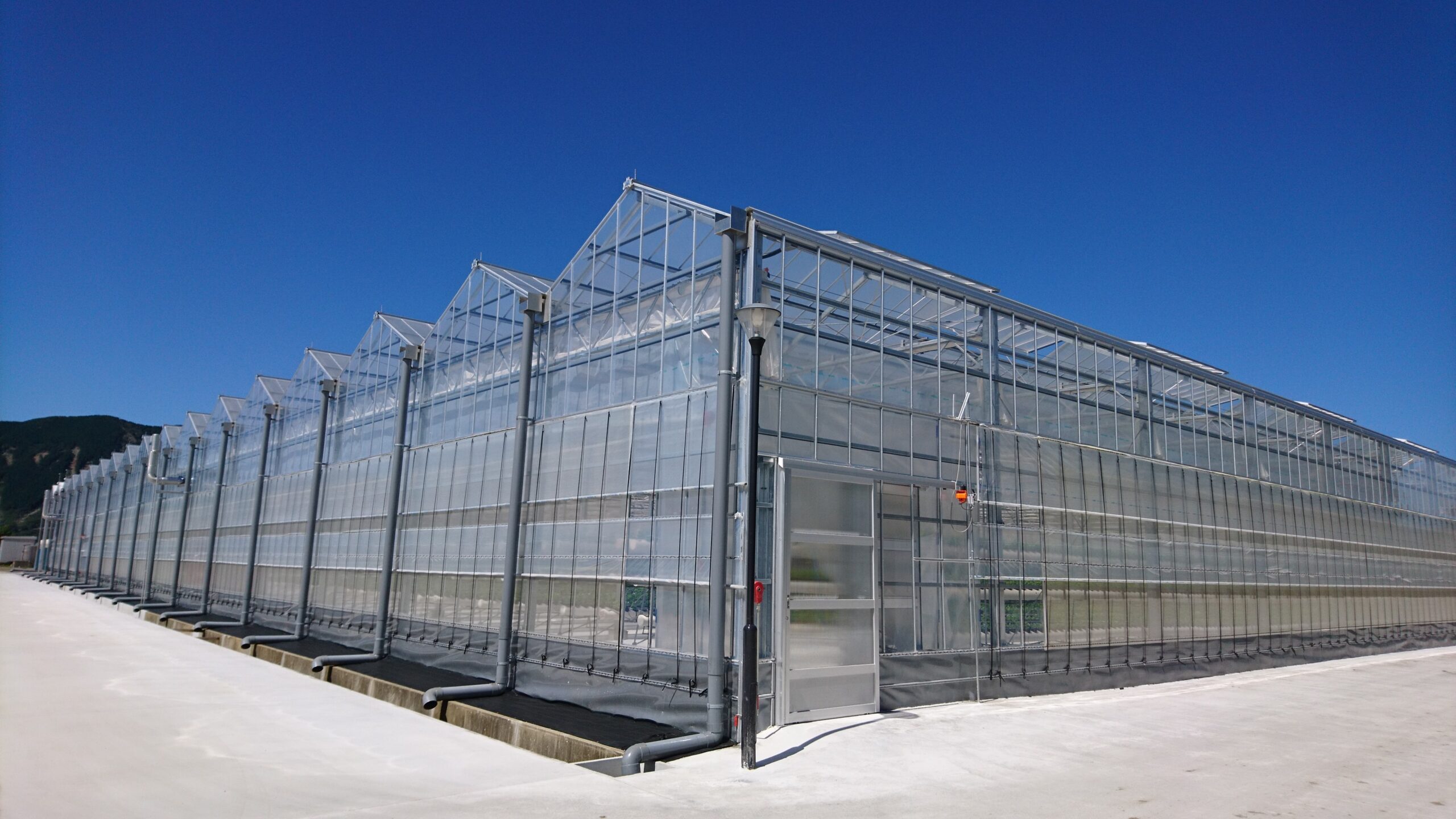 阿蘇バジルペースト 100g